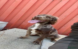 Sprocker dogs for sale: Working sprocker spaniels for sale  - Image 3