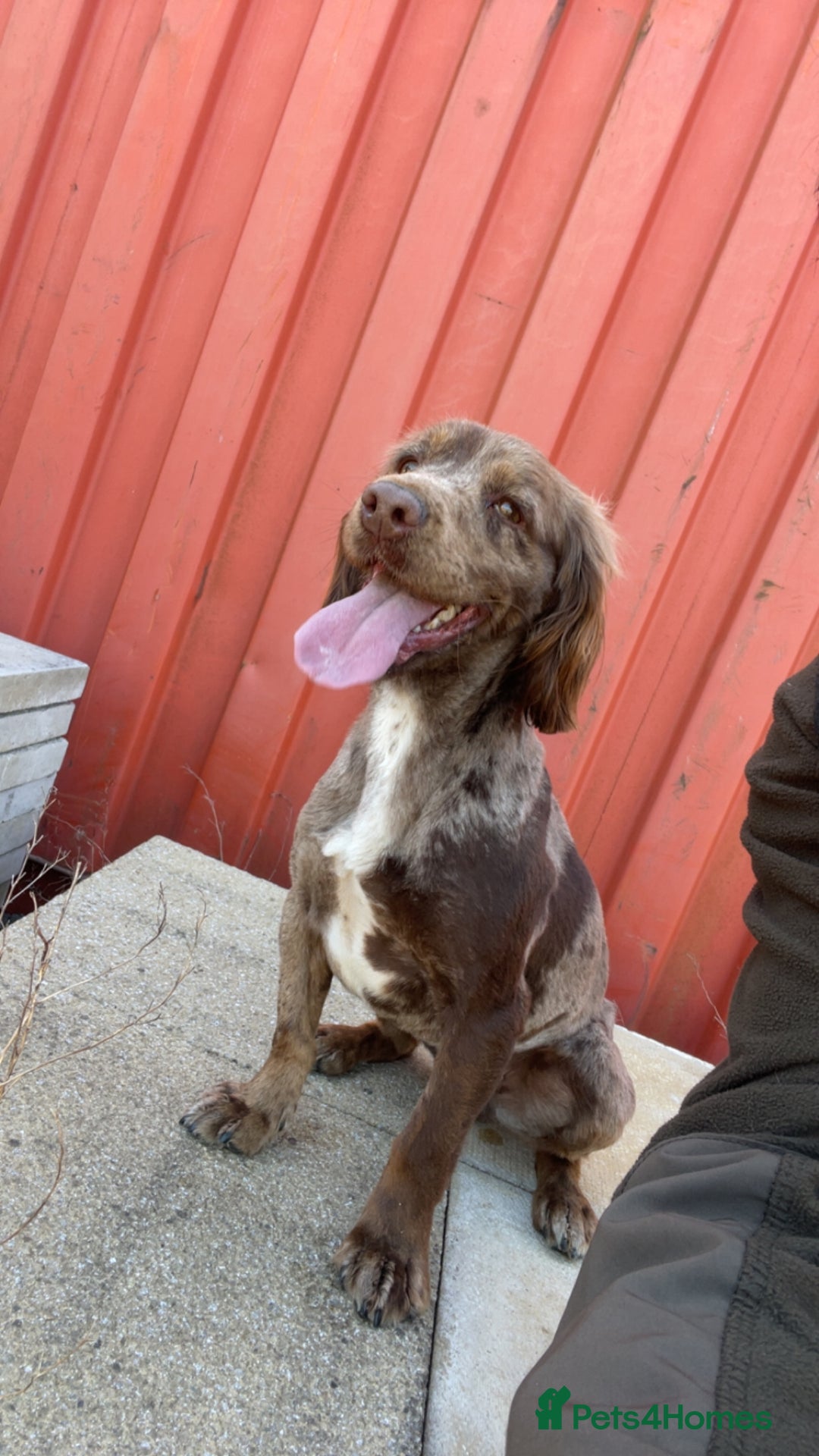 Sprocker dogs for sale: Working sprocker spaniels for sale  - Image 3