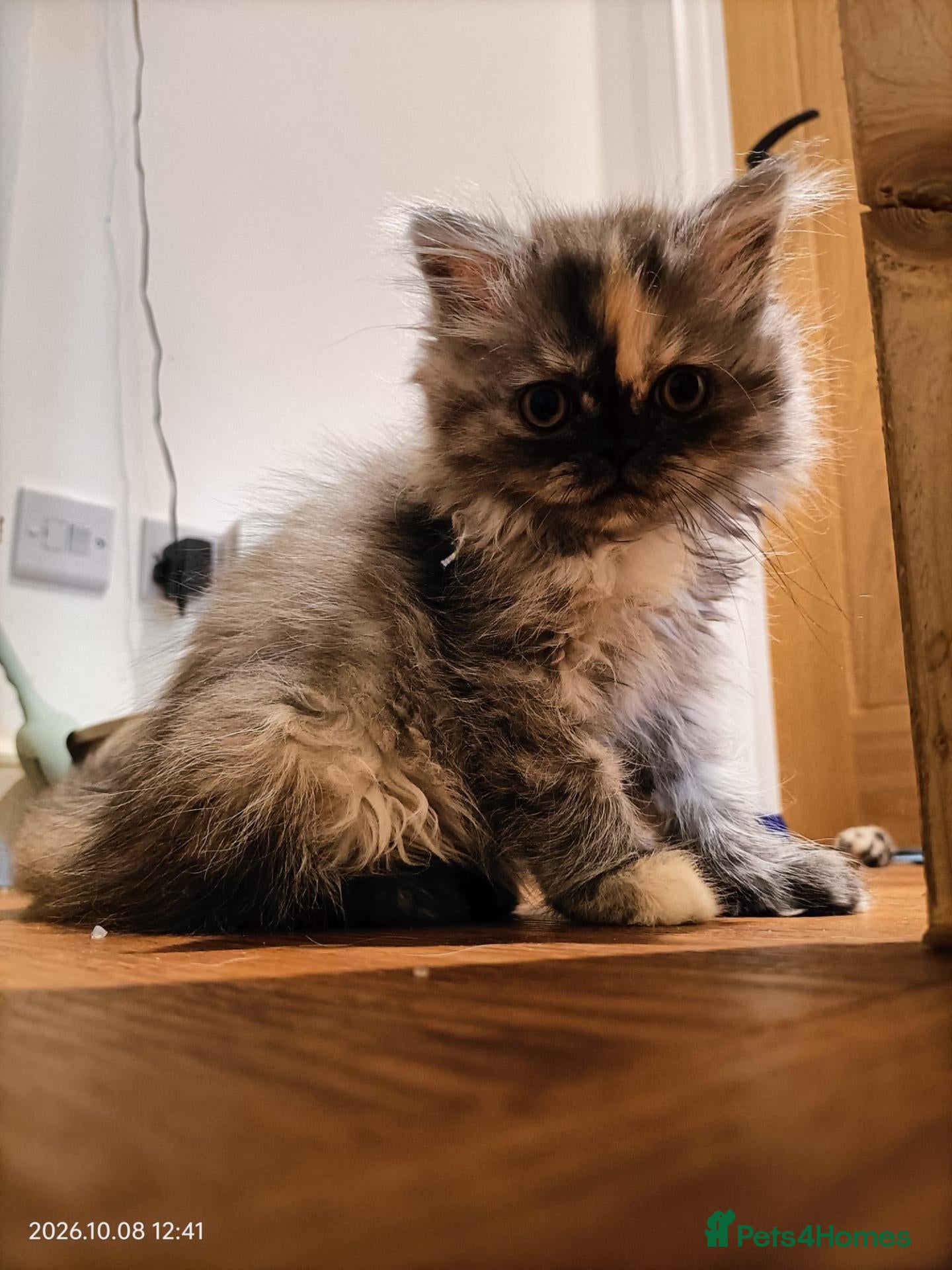 Persian cats Last 2 girls and 1 boy available! - Advert 8