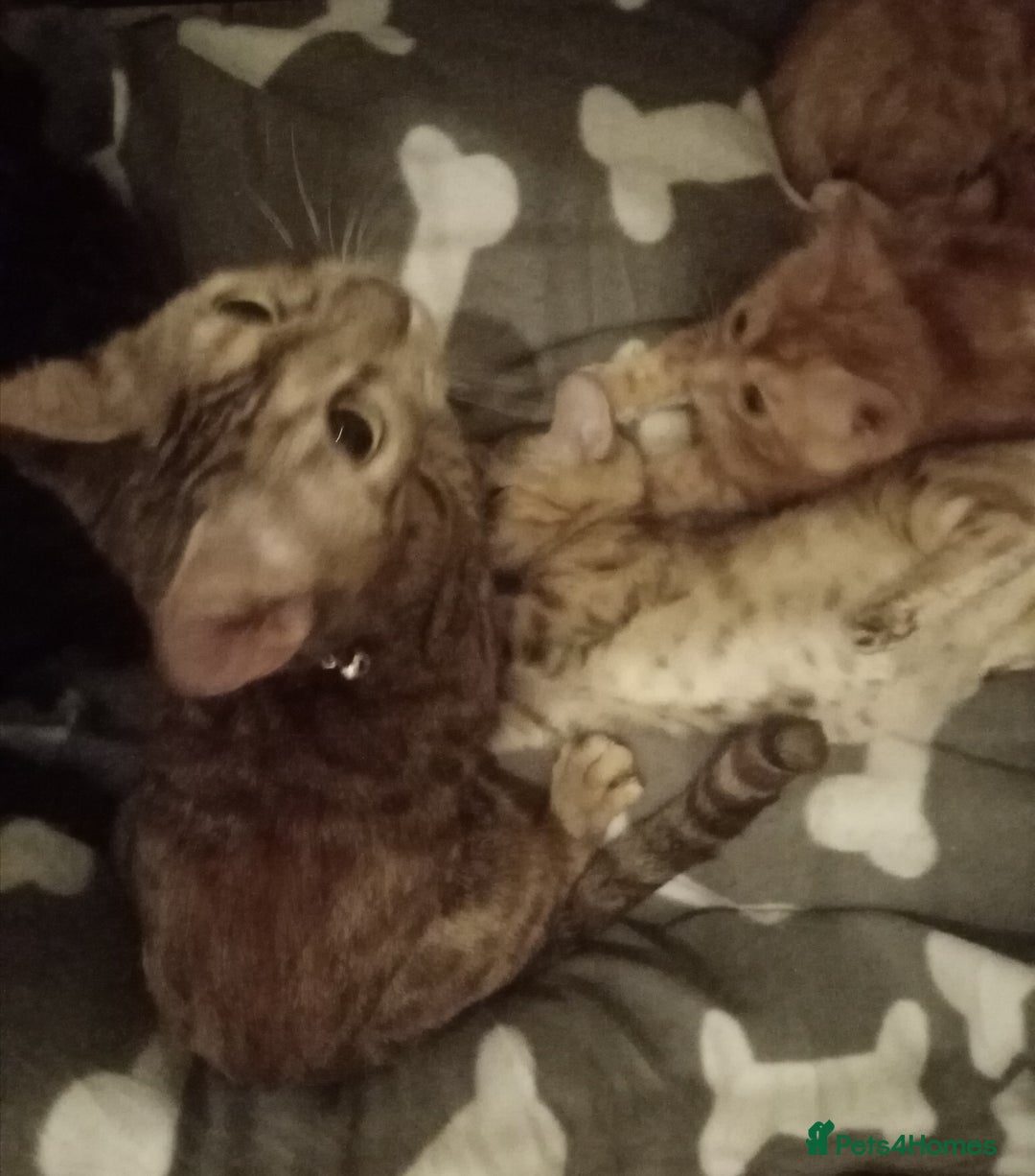 Mixed Breed cats for sale: Cute and Playful Kittens - Advert 4