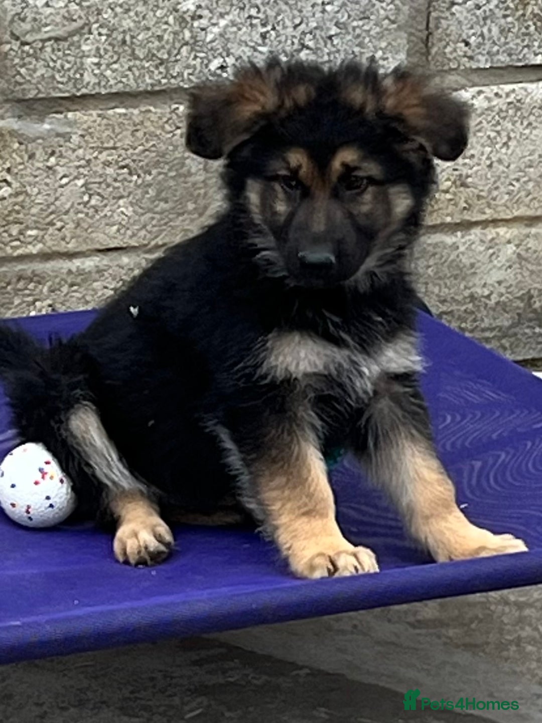 German Shepherd dogs for sale: German shepherd pups - Image 15
