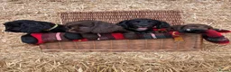 Cocker Spaniel dogs for sale: Working Cocker Spaniel Puppies  - Advert 4