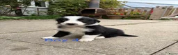 Border Collie dogs for sale: Border Collie Puppies for sale  - Advert 9