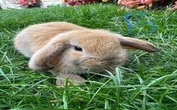 Mini Lop rabbits for sale: Mini Lop Male and Female Rabbits For Sale  - Image 18