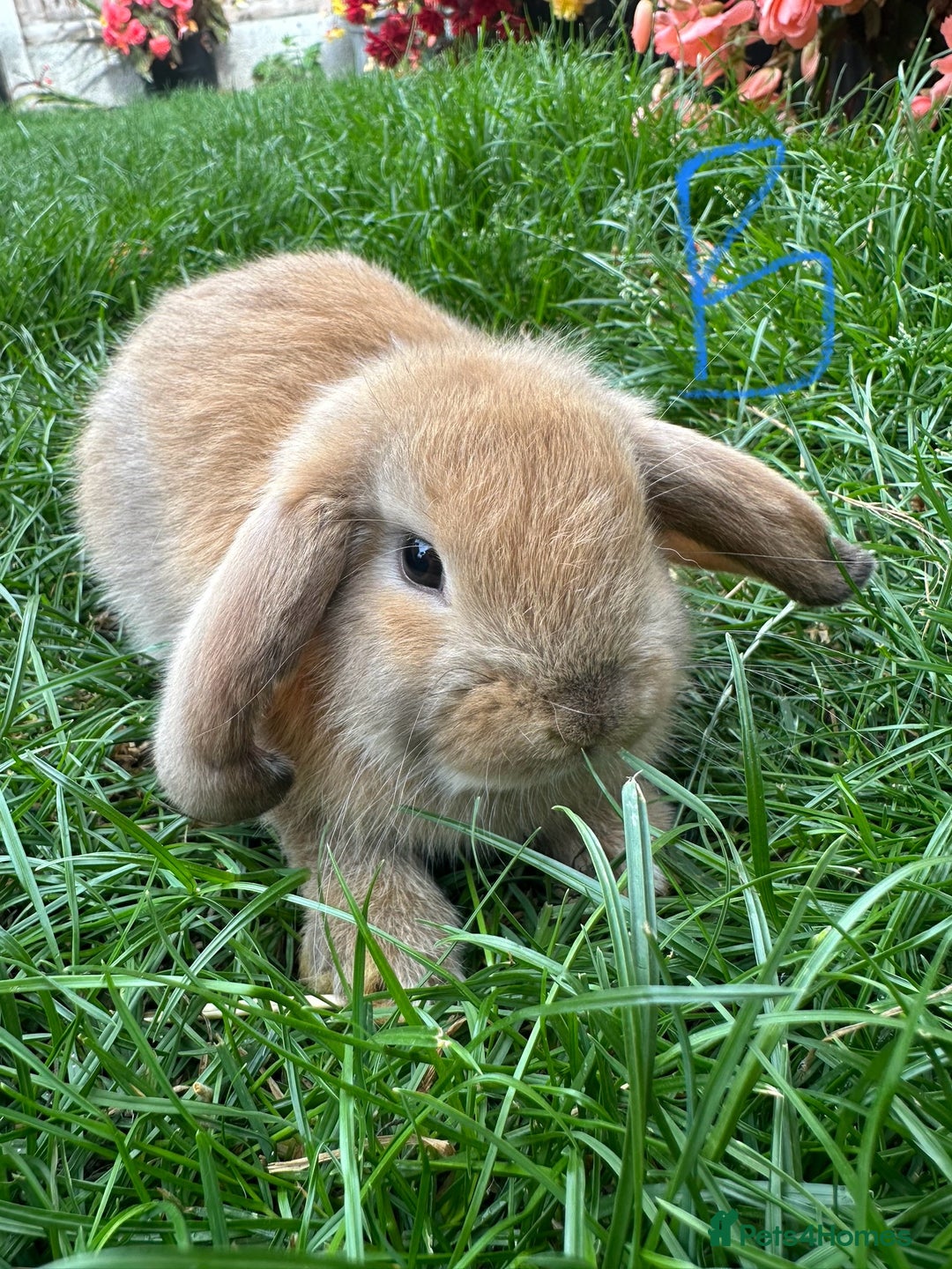 Mini Lop rabbits for sale: Mini Lop Male and Female Rabbits For Sale  - Image 18
