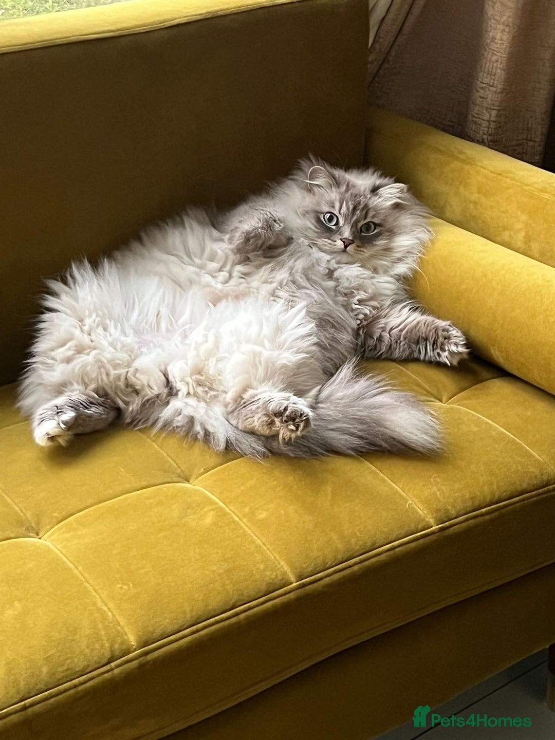 Siberian cats for sale: Affectionate Female Cat - Advert 1