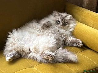 Siberian cats Affectionate Female Cat - Advert 2