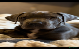 Boerboel dogs for sale: EXCEPTIONAL NABBR REGISTERED PUPPIES!  - Image 23