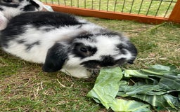 Mini Lop rabbits for sale: Beautiful Mini Lop Babies - Image 2