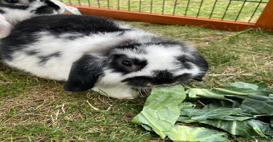 Mini Lop rabbits - Advert 3