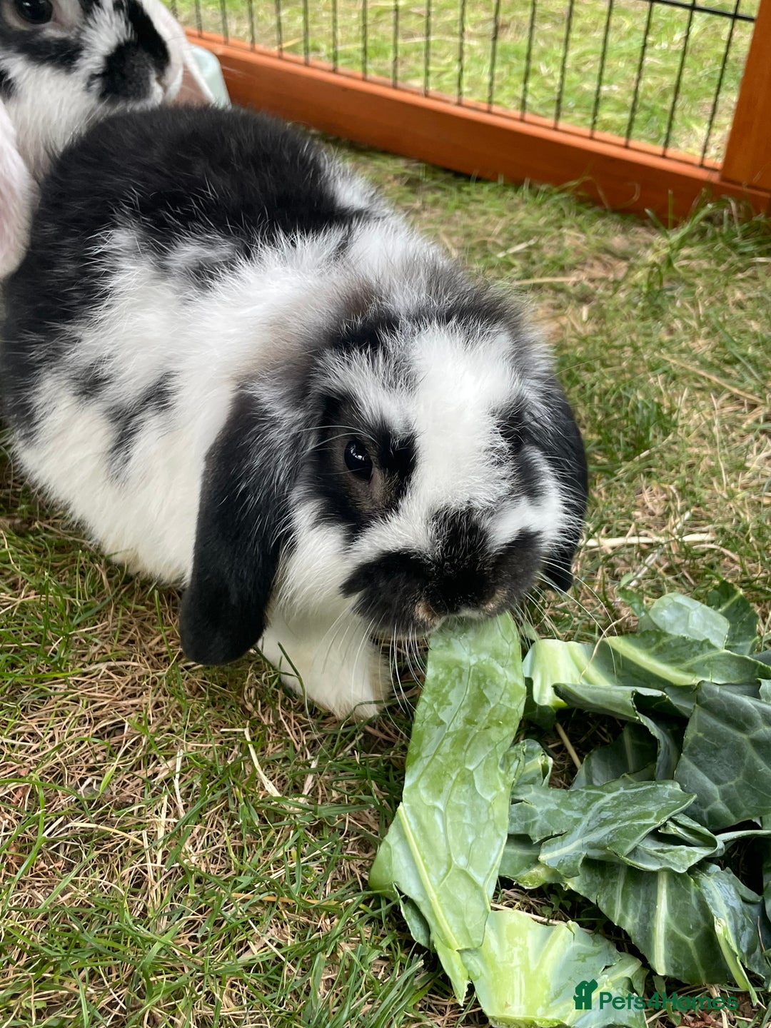 Mini Lop rabbits for sale: Beautiful Mini Lop Babies - Image 2