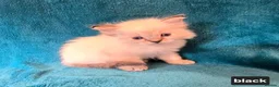 Ragdoll cats for sale: ADORABLE GCCF REG CHAMPION LINE RAGDOLL KITTENS in Ashford - Advert 8