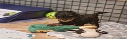 Toy Poodle dogs for sale: Pure toy poodle  - Advert 8