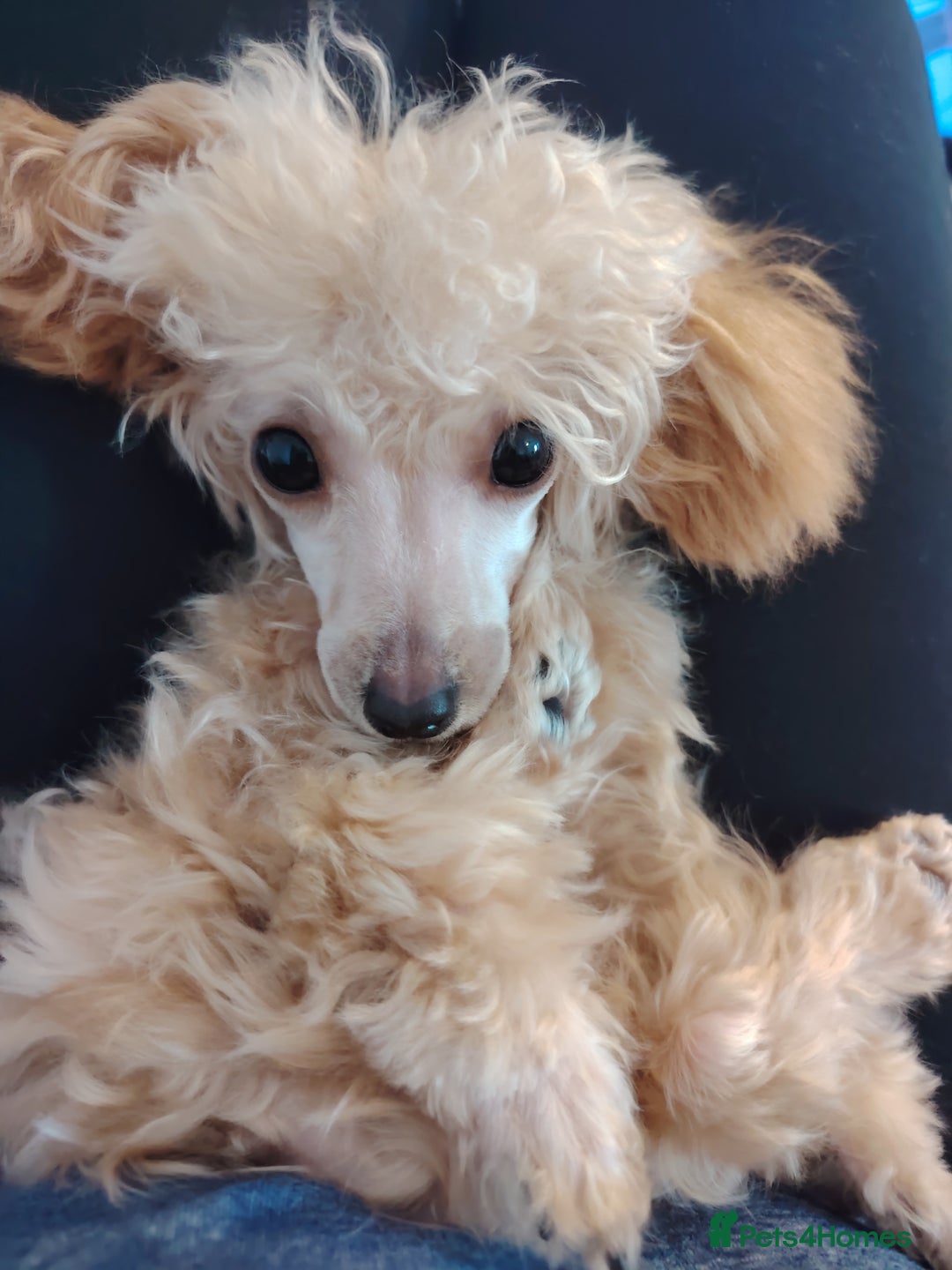 Mixed Breed dogs for sale: Toy X miniatury podle.  - Image 6