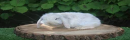 Mini Lop rabbits for sale: Pure bred Mini lop baby rabbits  - Advert 10