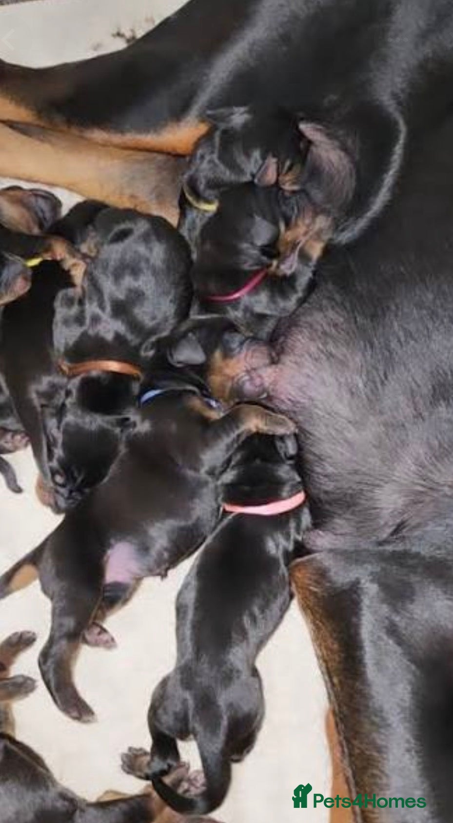 Dobermann dogs Waiting List Open | KC European Doberman Puppies - Advert 1
