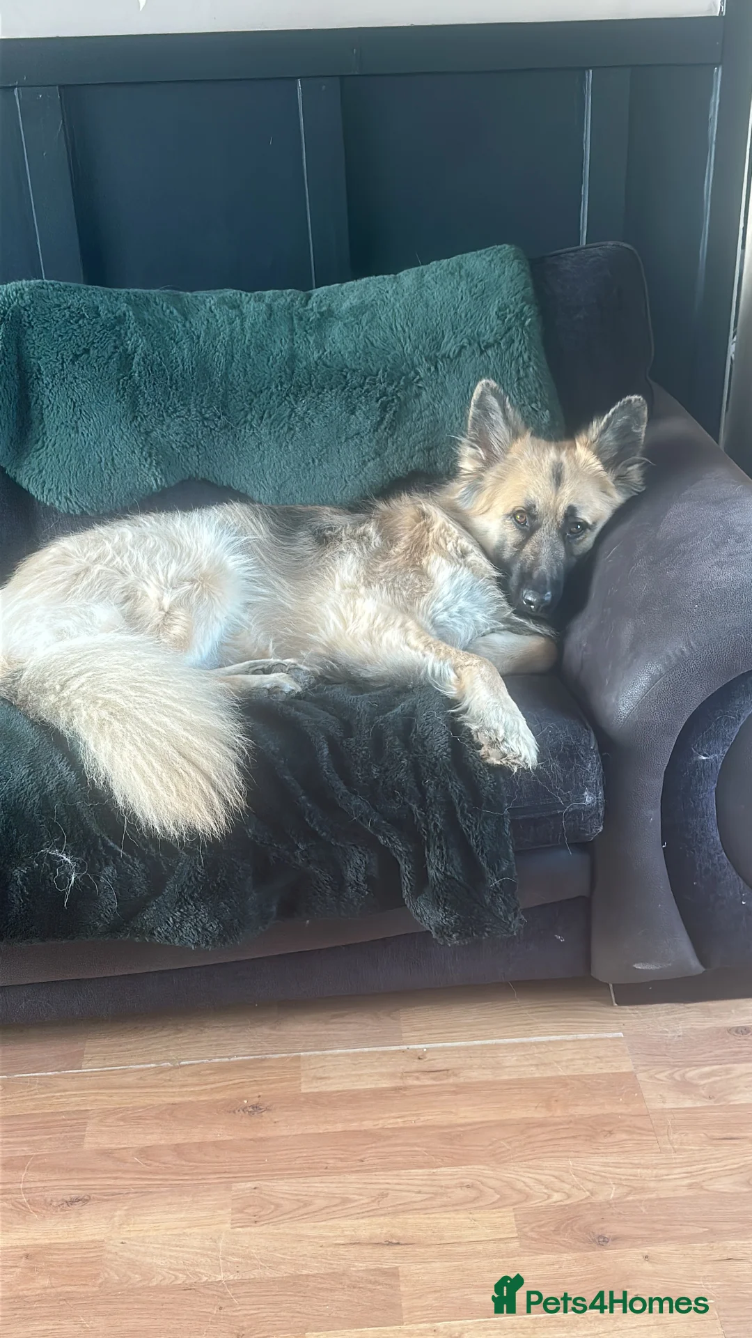 German Shepherd dogs for sale: German shepherd  - Advert 6