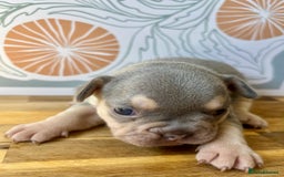 French Bulldog dogs for sale: ONE FEMALE LEFT -gorgeous grey French Bulldogs - Image 21