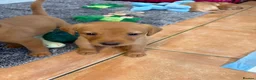 Labrador Retriever dogs for sale: 2 FOX RED LABRADOR BOYS LEFT READY NOW  - Advert 11