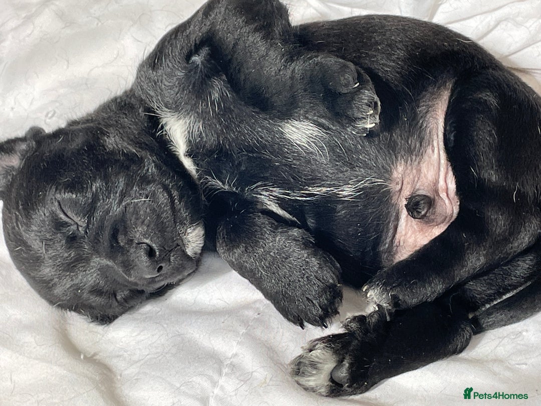 Mixed Breed dogs for sale: 2 boys available  in East Grinstead - Image 12