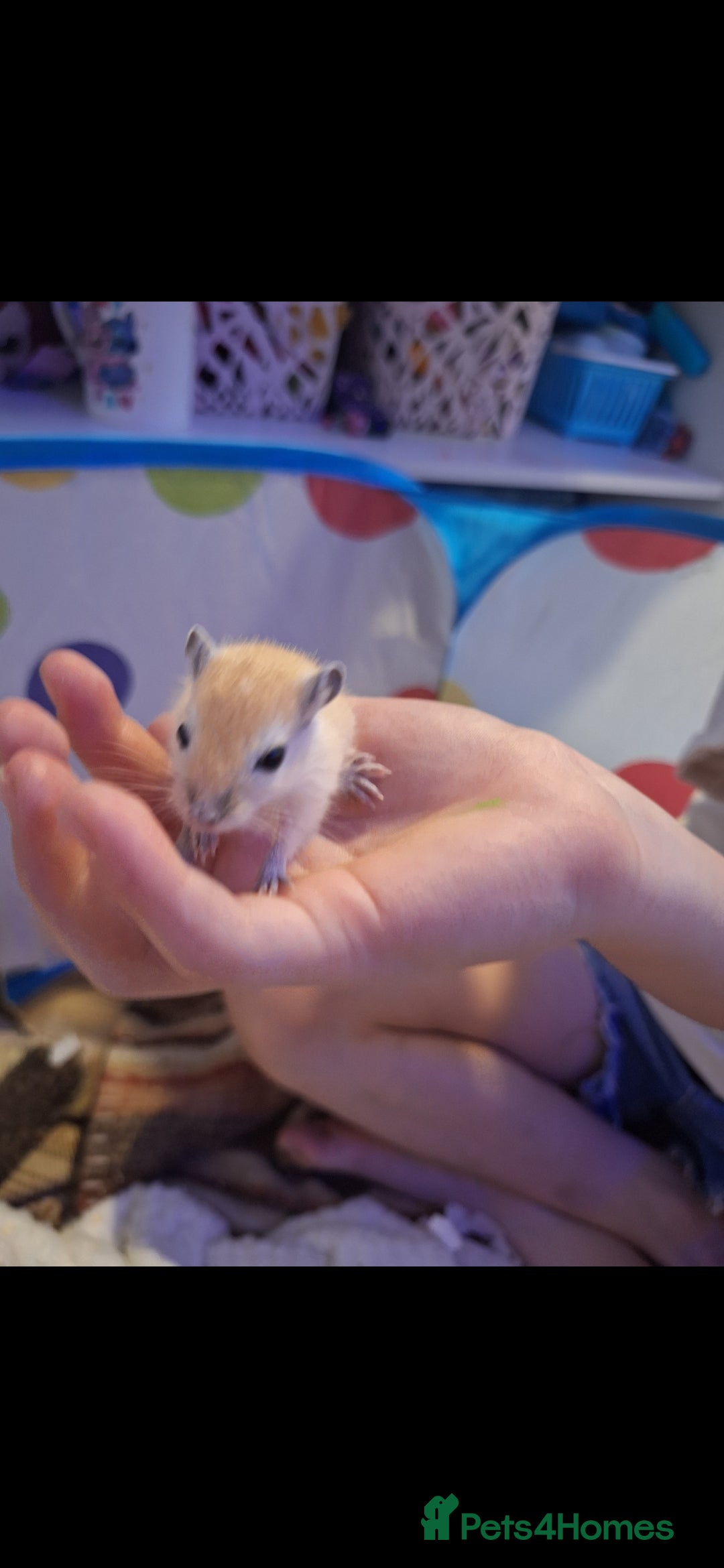 Gerbil rodents for sale: 4 baby gerbils 7 weeks old - Image 1
