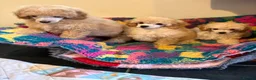 Toy Poodle dogs for sale: ⭐️ Licensed Breeder ⭐️ KC Toy Poodles - Advert 3