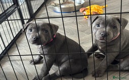 Staffordshire Bull Terrier dogs for sale: BLUE BLOODLINE CHAMPION STAFFS💕🐾 - Image 6
