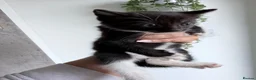 American Shorthair cats for sale: Beautiful kittens  - Advert 2