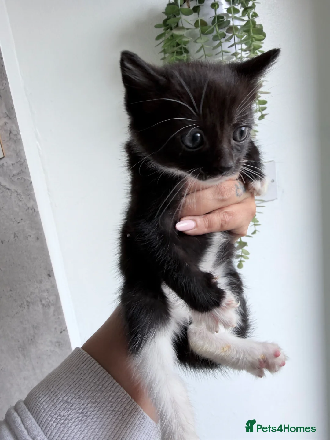 American Shorthair cats for sale: Beautiful kittens  - Advert 2