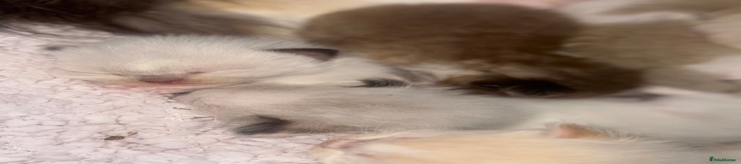 Ragdoll Kitten 2