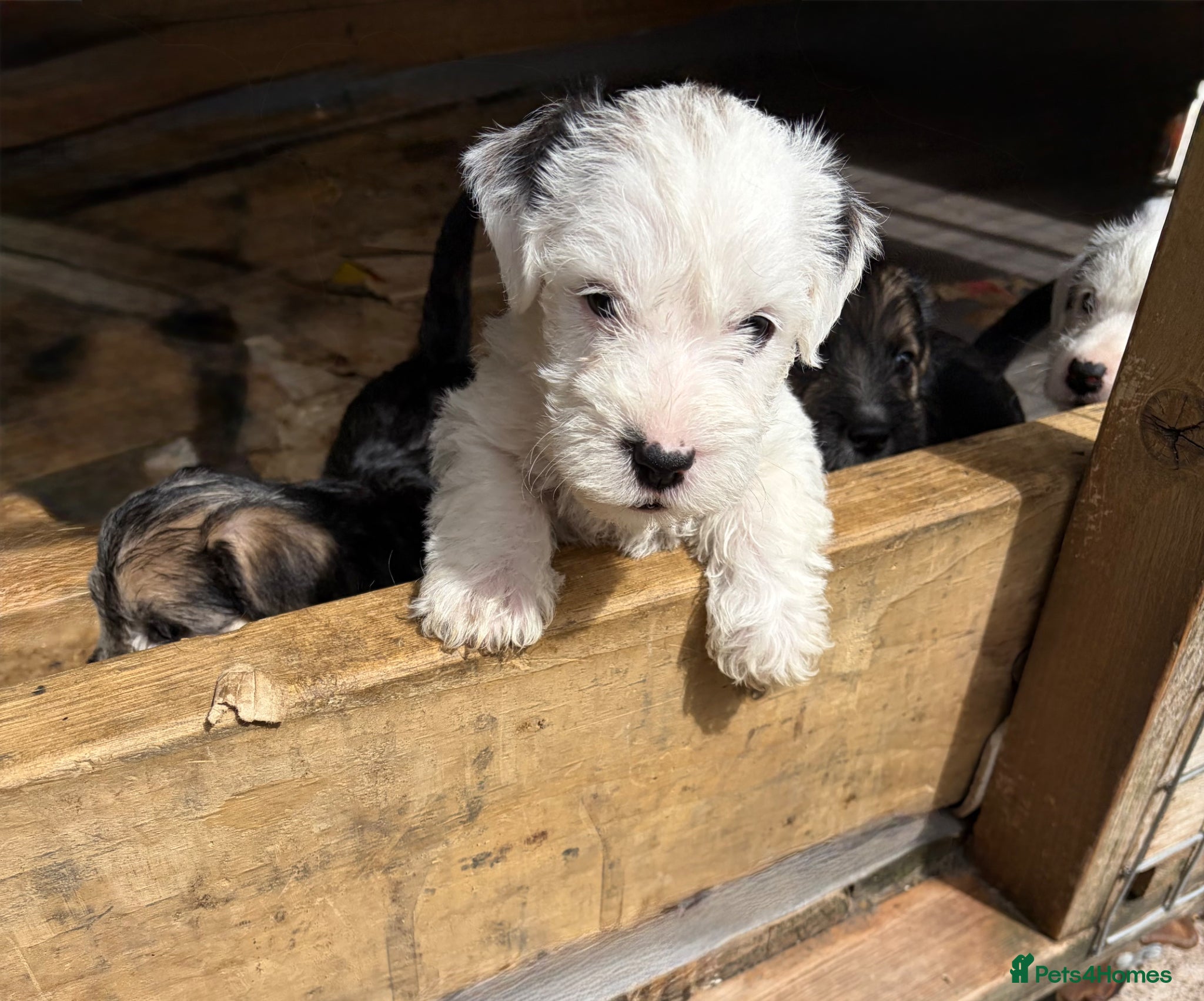 Sealyham Terrier dogs 4 Sealyham terrier puppy’s  - Advert 1