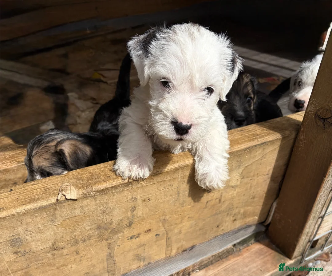Sealyham Terrier dogs for sale: 4 Sealyham terrier puppy’s  - Advert 1