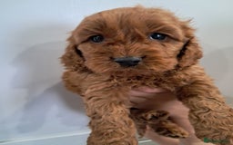 Cockapoo dogs for sale: 5* minature cockapoos - Image 4