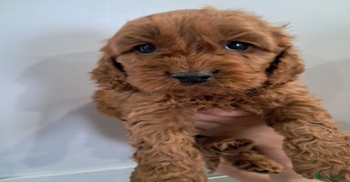 Cockapoo dogs - Advert 14