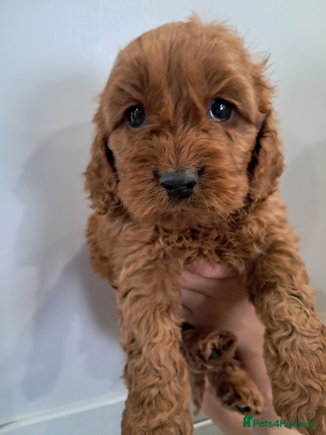 Cockapoo dogs for sale: 5* minature cockapoos - Image 4