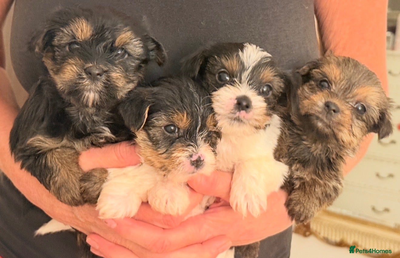 Yorkshire Terrier dogs Chocolate, Biewer & Black & Tan Yorkshire Terriers - Advert 11