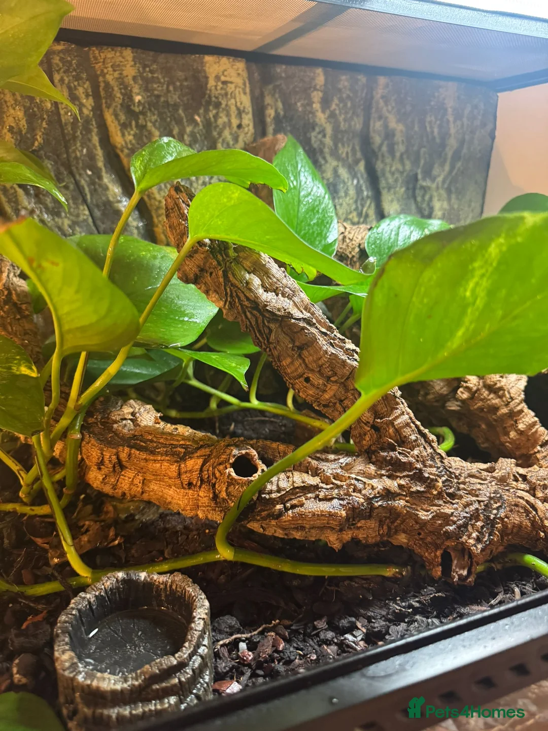 Gecko reptiles for sale: Crested Gecko and Full Set Up in Chepstow - Advert 2