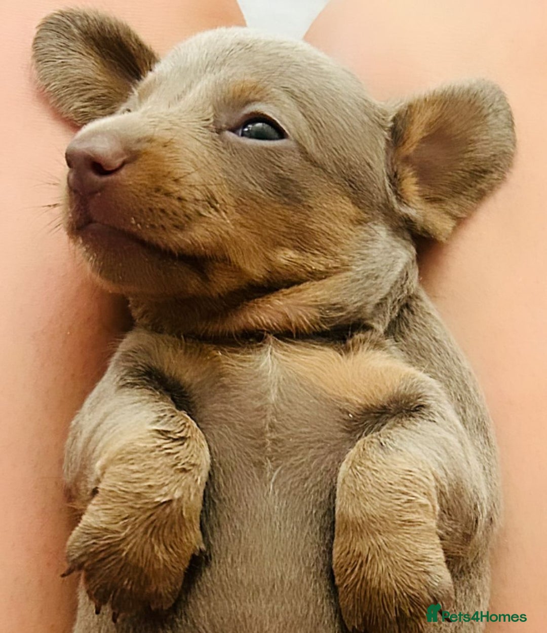 Miniature Dachshund dogs for sale: Isabella & tan Miniature dachshund  - Image 11
