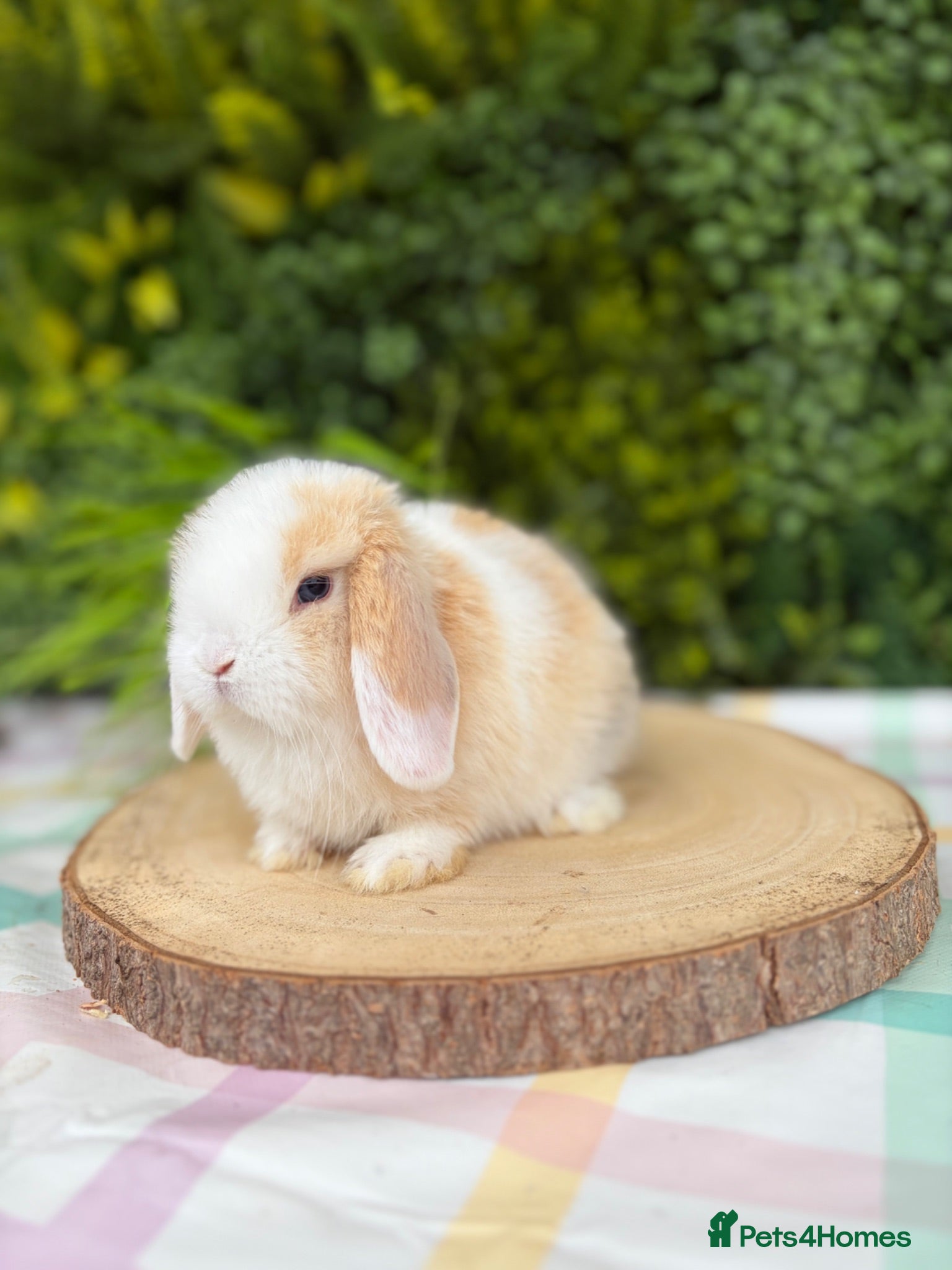 Mini Lop rabbits Friendly Mini Lops - Advert 1