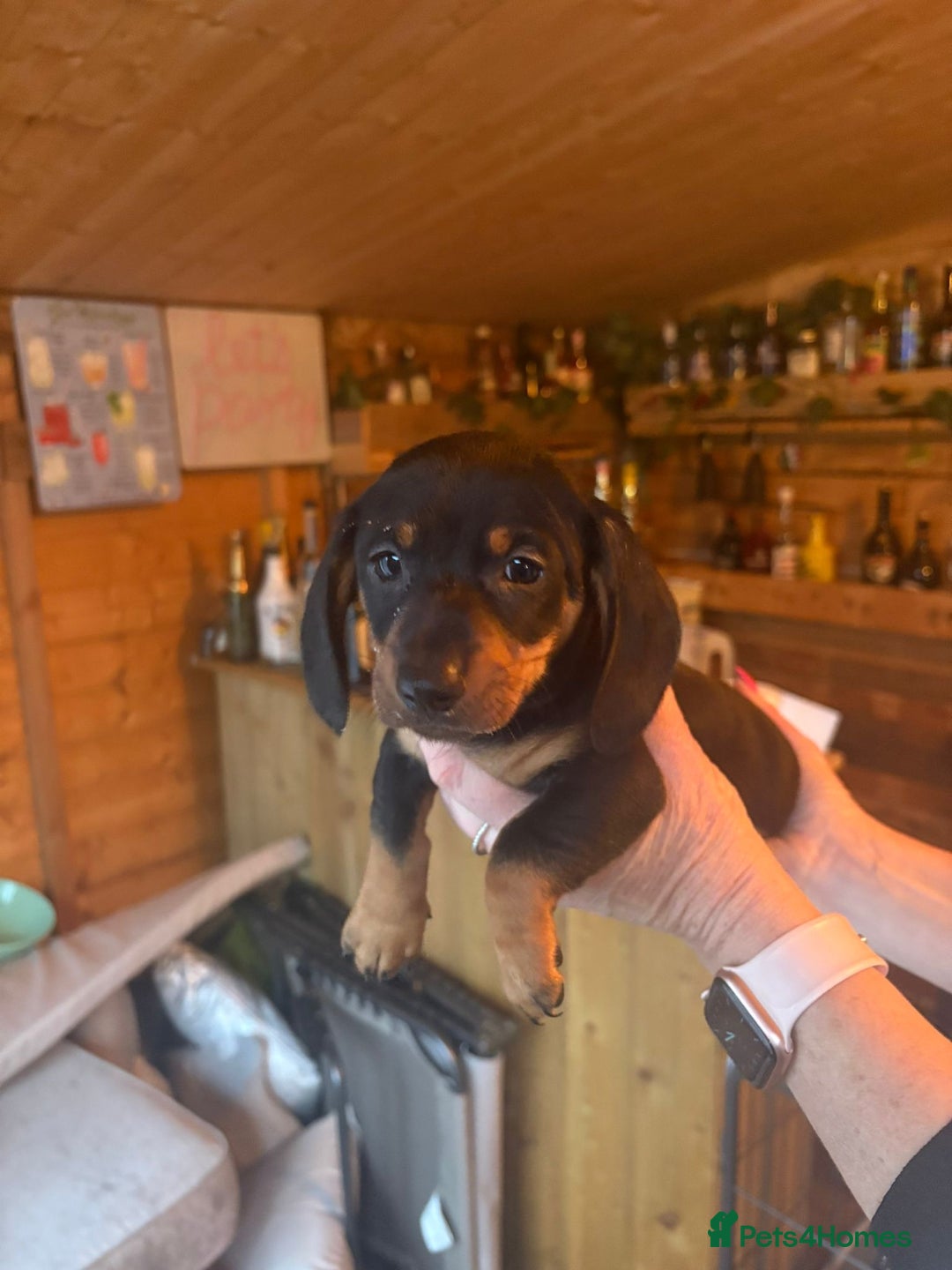 Miniature Dachshund dogs for sale: KC REGISTERED MINIATURE DACHSHUND PUPS - Advert 7
