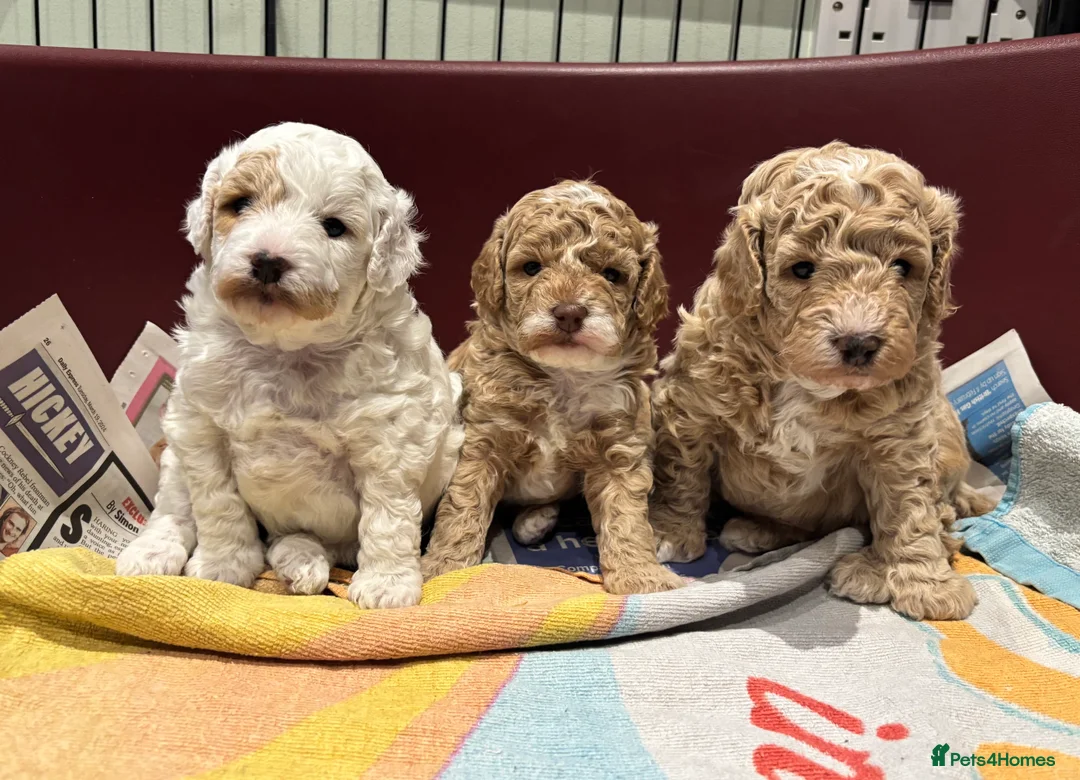 Cockapoo dogs for sale: Cockapoo puppies - Advert 7