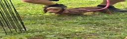 Miniature Dachshund dogs for sale: Beautiful girl looking for home - Advert 5
