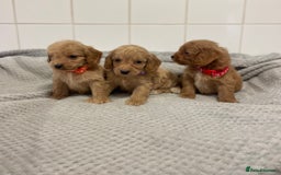 Cockapoo dogs for sale: Beautiful pra clear cockapoo puppy’s  - Image 13