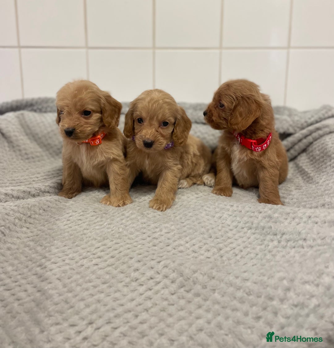 Cockapoo dogs for sale: Beautiful pra clear cockapoo puppy’s  - Image 13