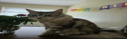 Maine Coon cats for sale: Beautiful Maine Coon Kittens  - Advert 10