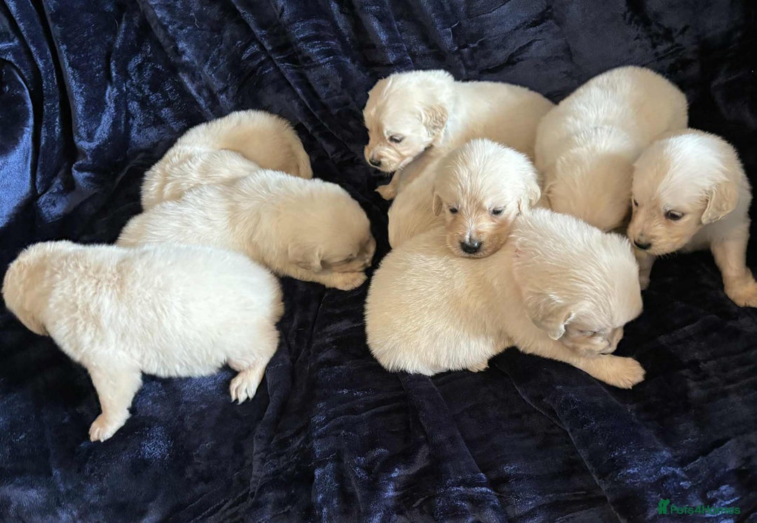 Golden Retriever dogs for sale: Stunning KC Golden Retriever puppies - Image 5