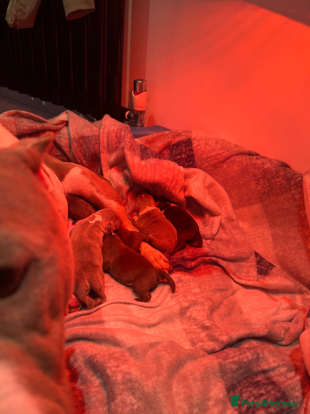 American Bully dogs for sale: American bully pups  - Advert 2