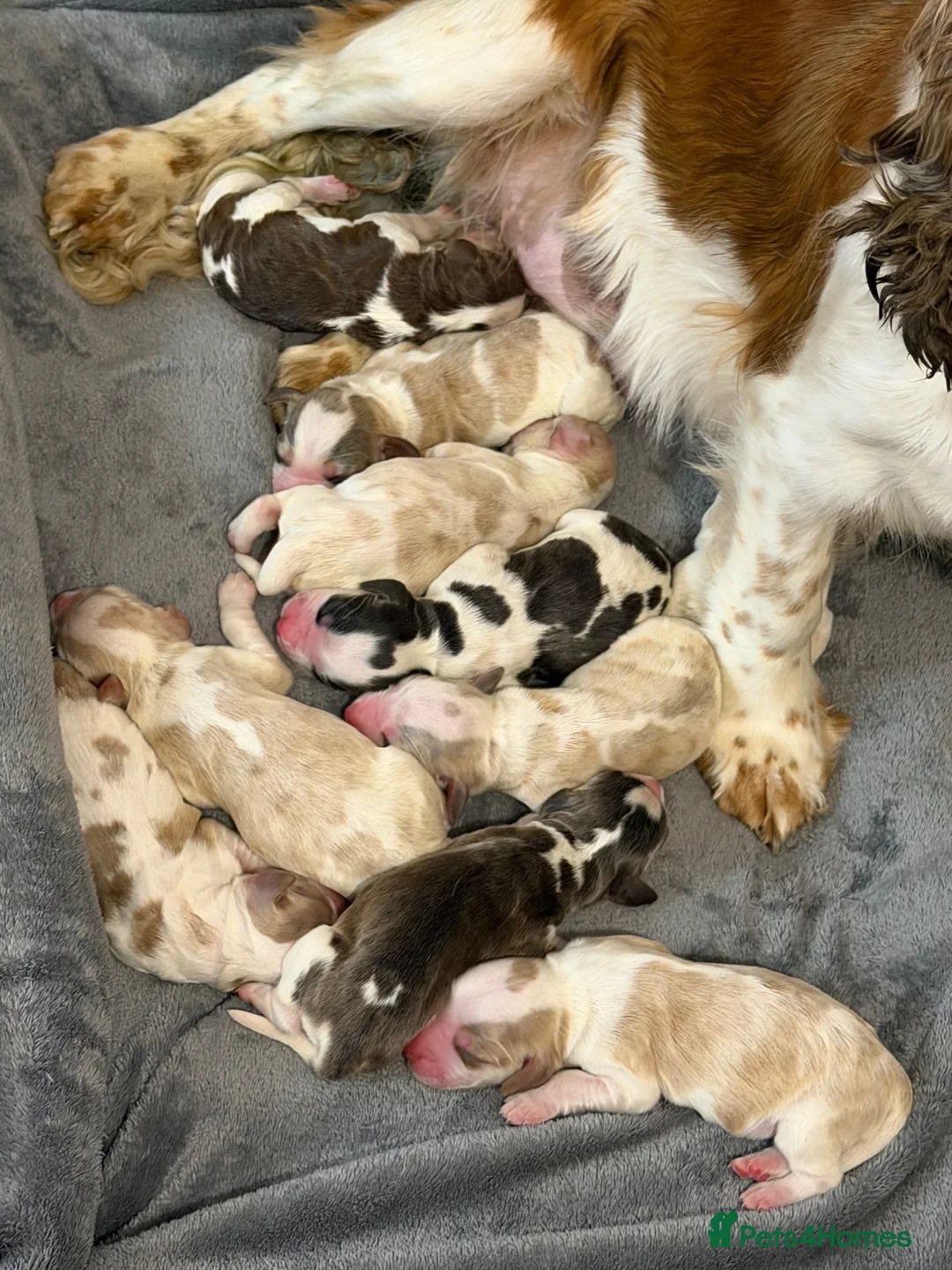 Cocker Spaniel dogs for sale: Merle and Sable cocker spaniel puppies in Retford - Advert 11