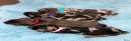 Miniature Dachshund dogs for sale: Miniature dachshund puppies - Advert 11