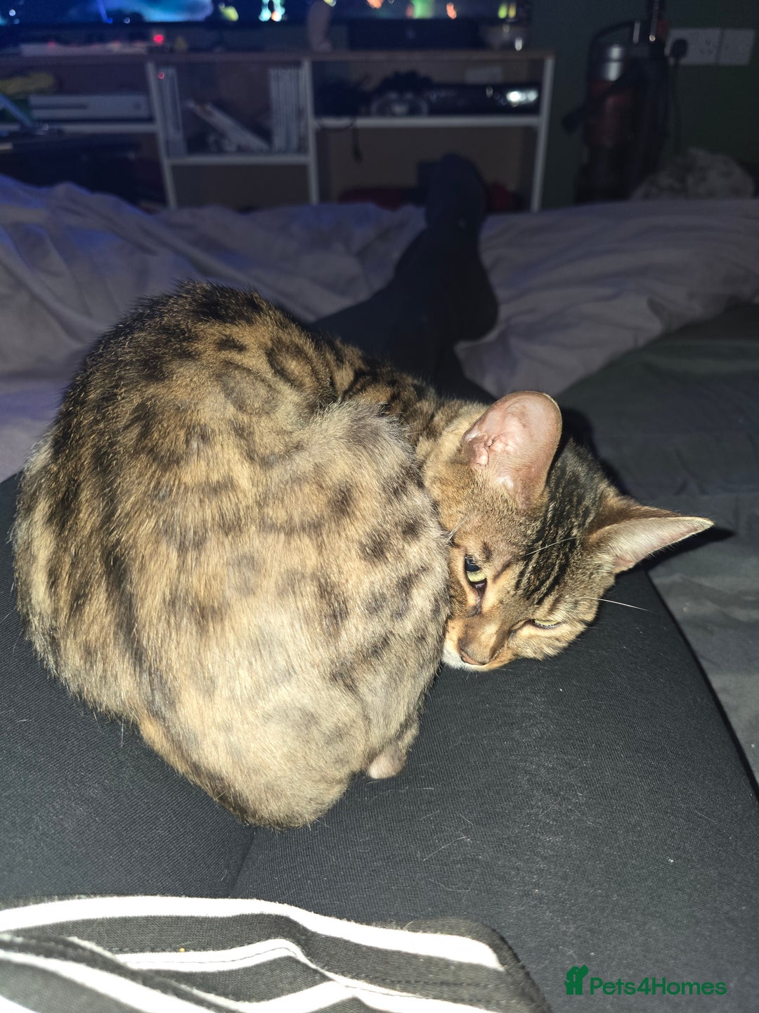 Bengal cats for sale: Bengal female (open to offers) - Advert 7